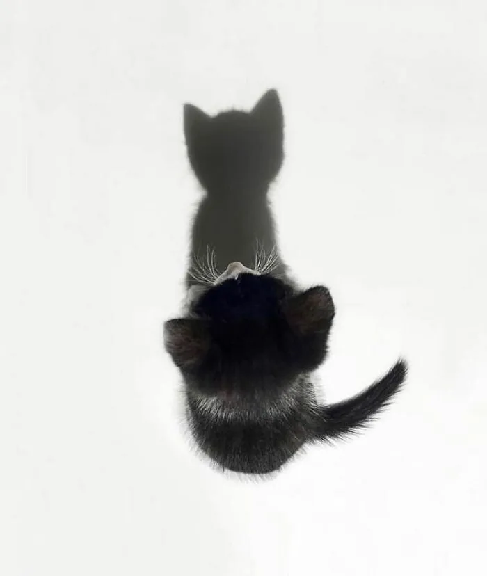 Las 35 mejores imágenes de animales compartidas por esta página de Instagram