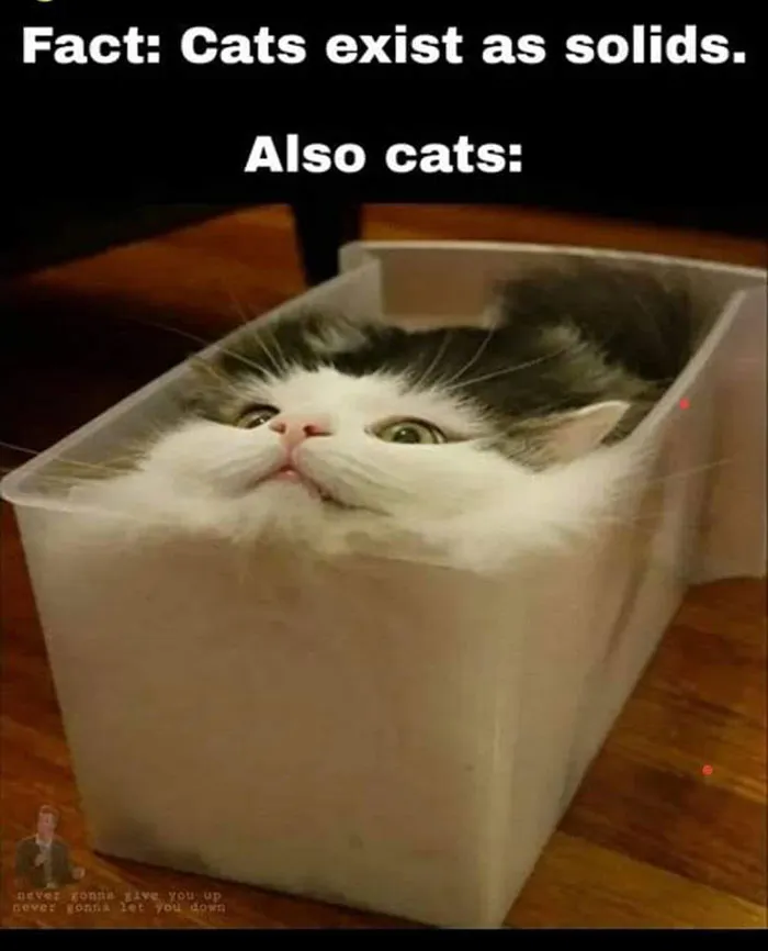 Cat squeezed into a small clear container highlighting science meme humor.