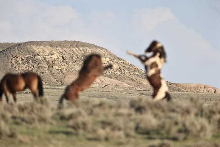 Disfrutad de esta foto del monte, sería mejor si esos caballos salvajes peleando no estuvieran en medio, claro