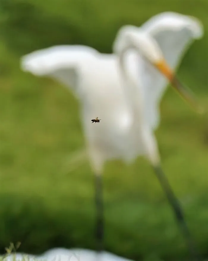 Podría haber sido una buena foto de una garceta cazando un pez, pero pasó un bicho