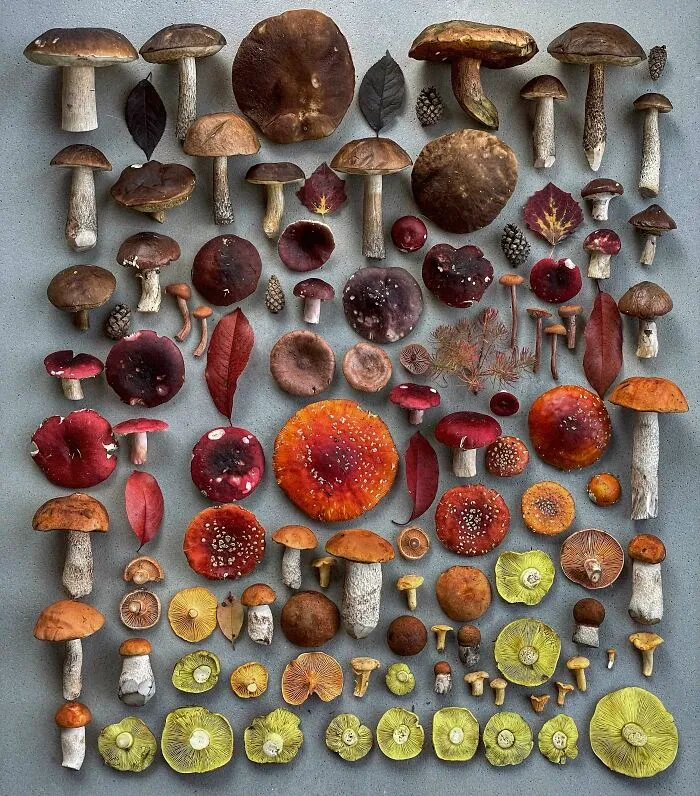 I Create Mushroom Flatlays, And Here Are My 40 Best Photographs Of Them