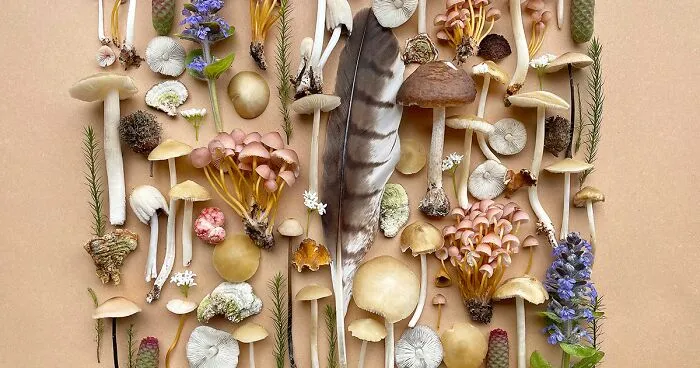 I Create Mushroom Flatlays, And Here Are My 40 Best Photographs Of Them