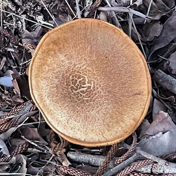 You Can Grow Pancakes?