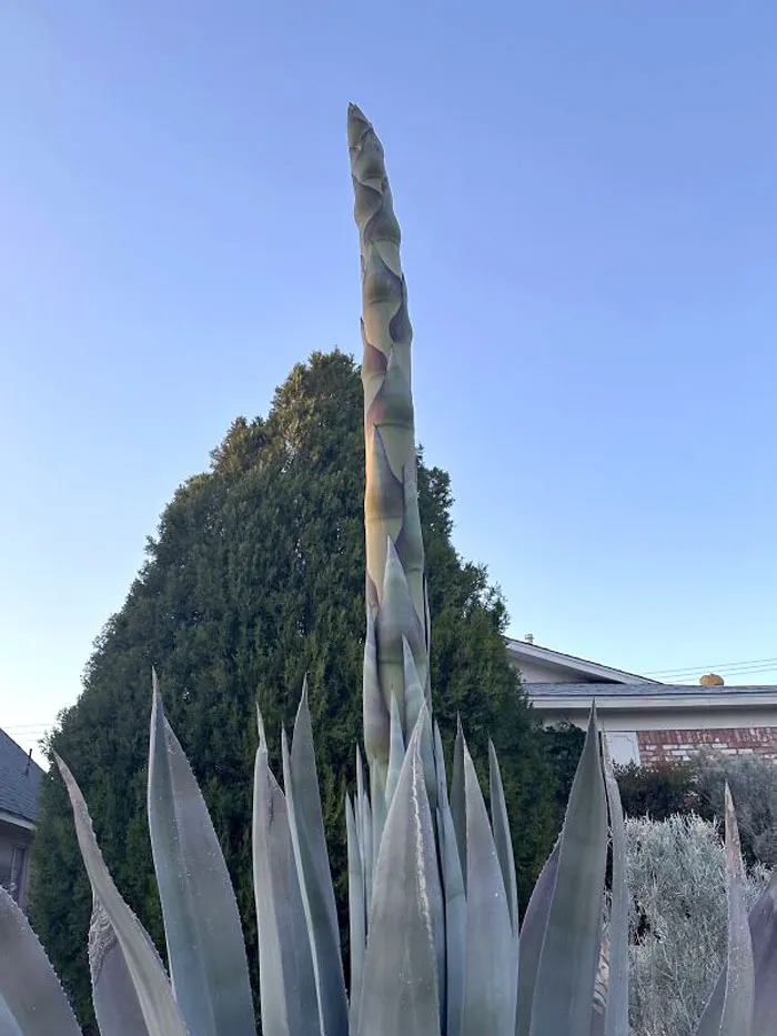 My Neighbor's Blooming Agave Looks Like A Giant Asparagus