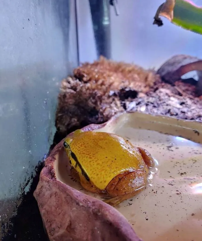 Waiter, My Cheese Single Is Moving