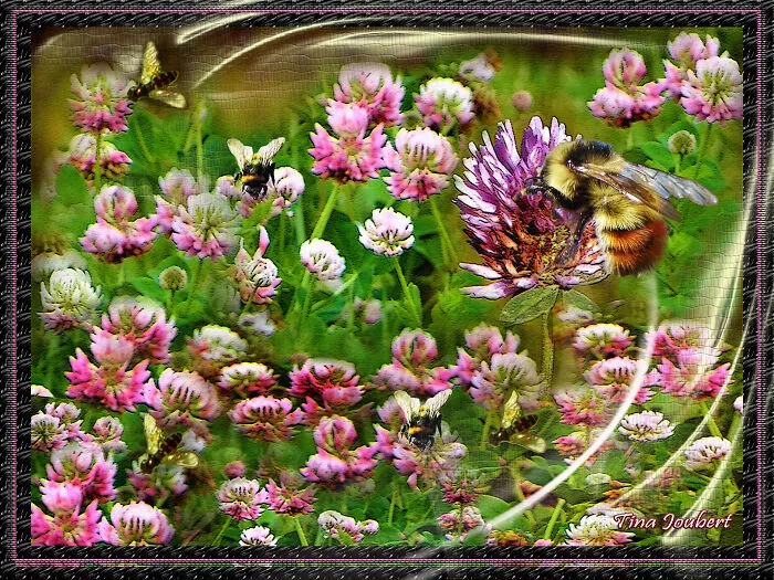 Bubble Bee Feeding  Flight