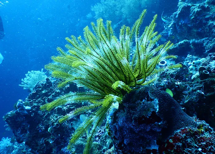 Marine Botany - Coastal Carolina University