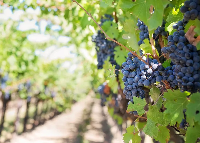 Viticulture And Enology - Uc Davis