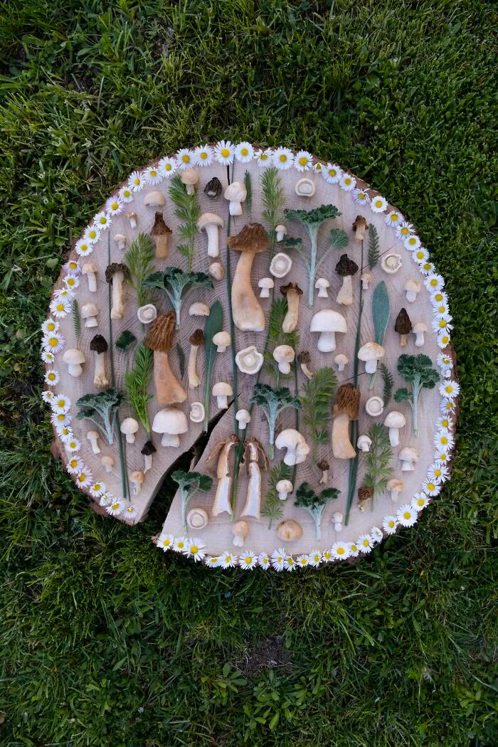 I Create Mushroom Flatlays, And Here Are My 40 Best Photographs Of Them
