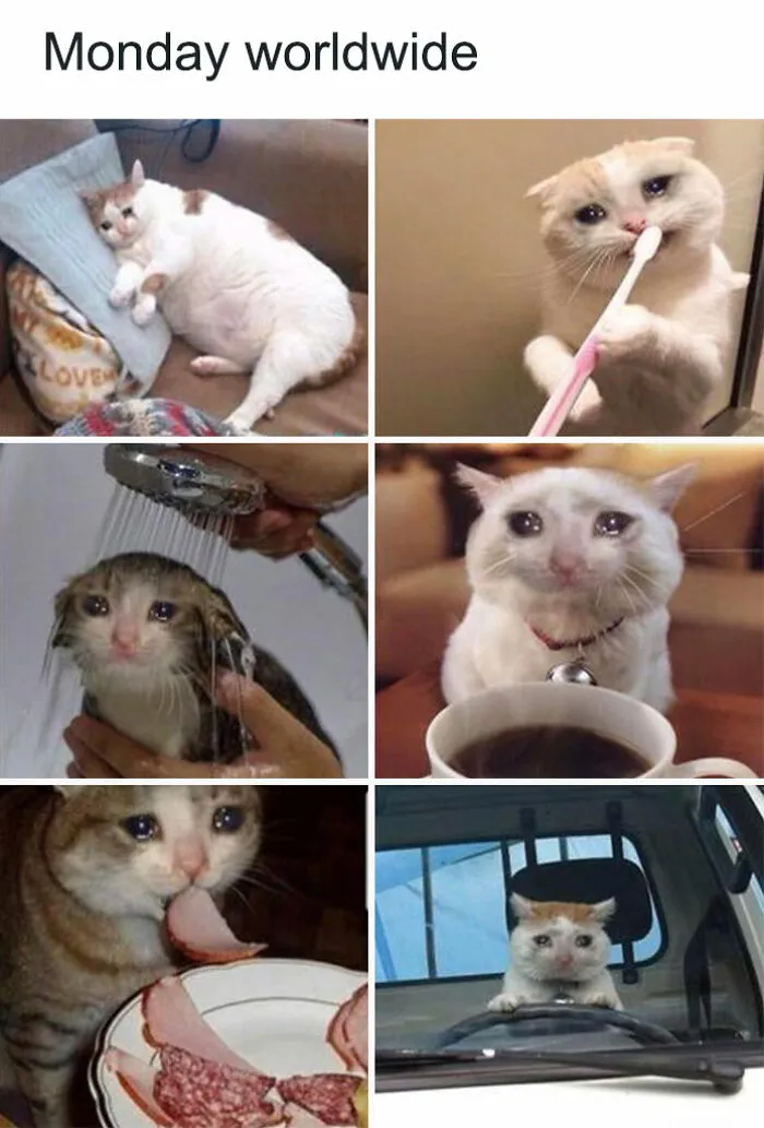 “From Bed to Existential Crisis”