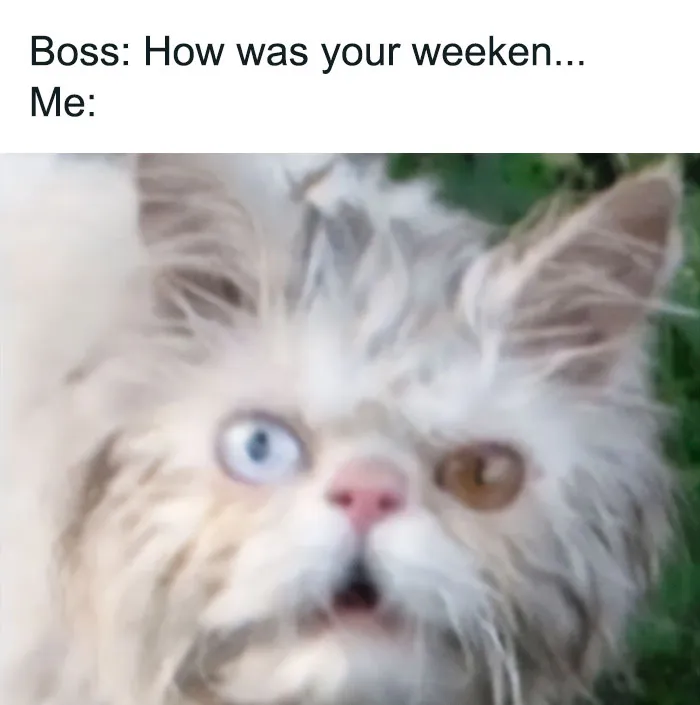 40 Of The Wittiest And Smartest Weekend Memes To Make Your Day