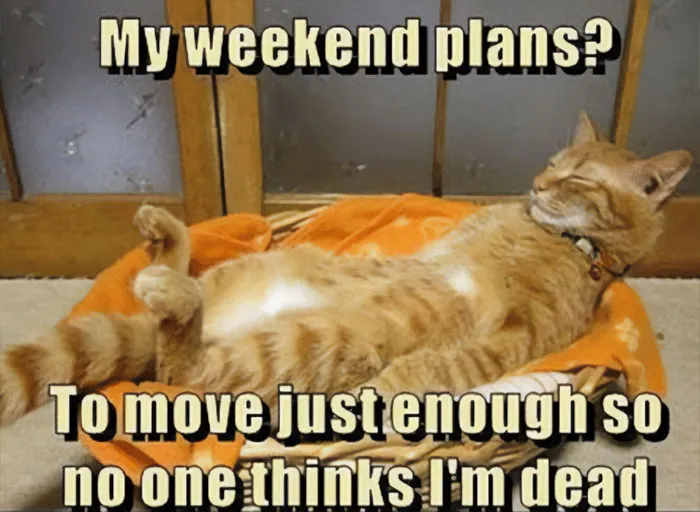 40 Of The Wittiest And Smartest Weekend Memes To Make Your Day