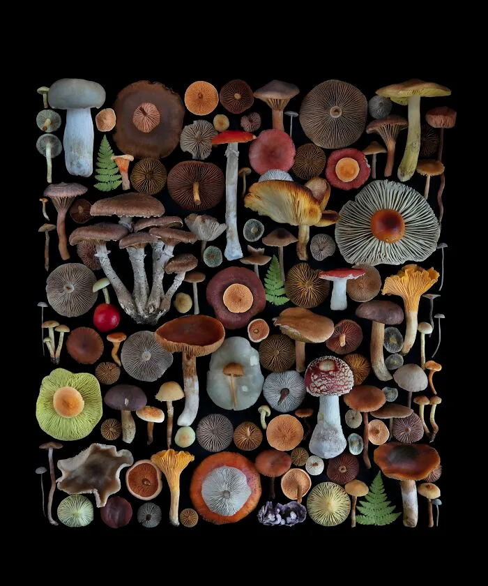 I Create Mushroom Flatlays, And Here Are My 40 Best Photographs Of Them