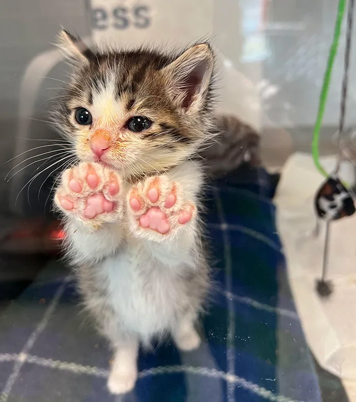 Uno de los gatitos de nuestro centro de neonatos decidió mostrar sus patitas 
