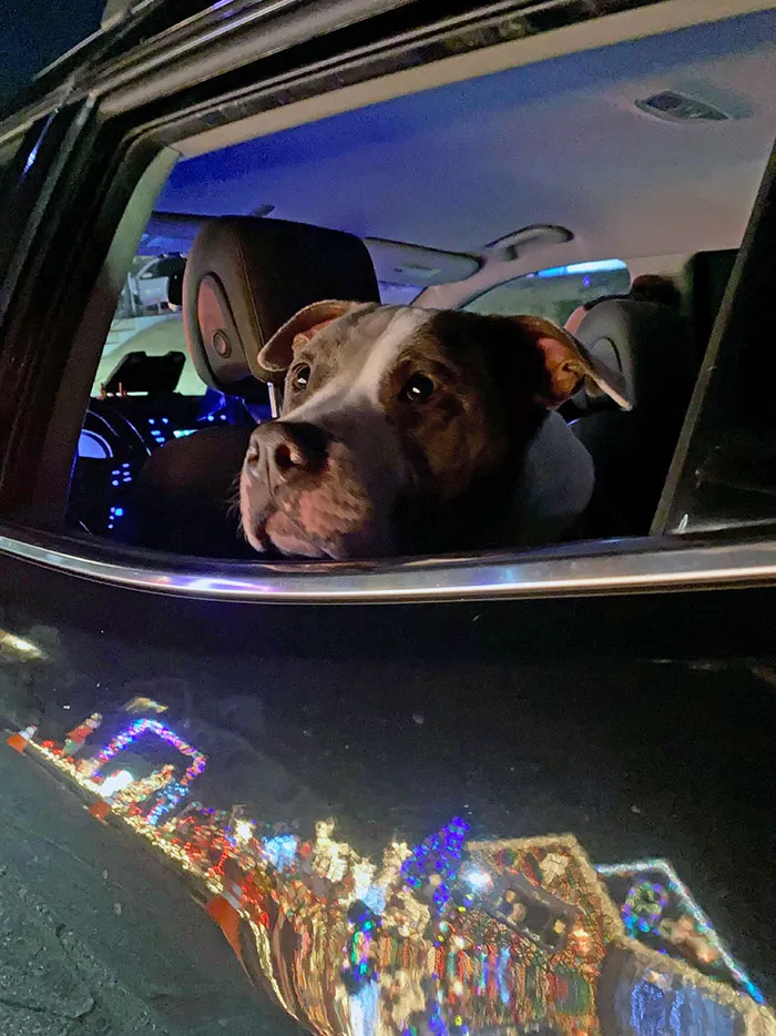 We Don’t Have Kids So My Wife And I Take Our Dog Around To Look At The Lights. He Loves It