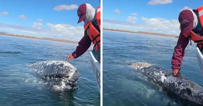 Este video capta el increíble momento en que una ballena se acerca a un barco con una inusual petición
