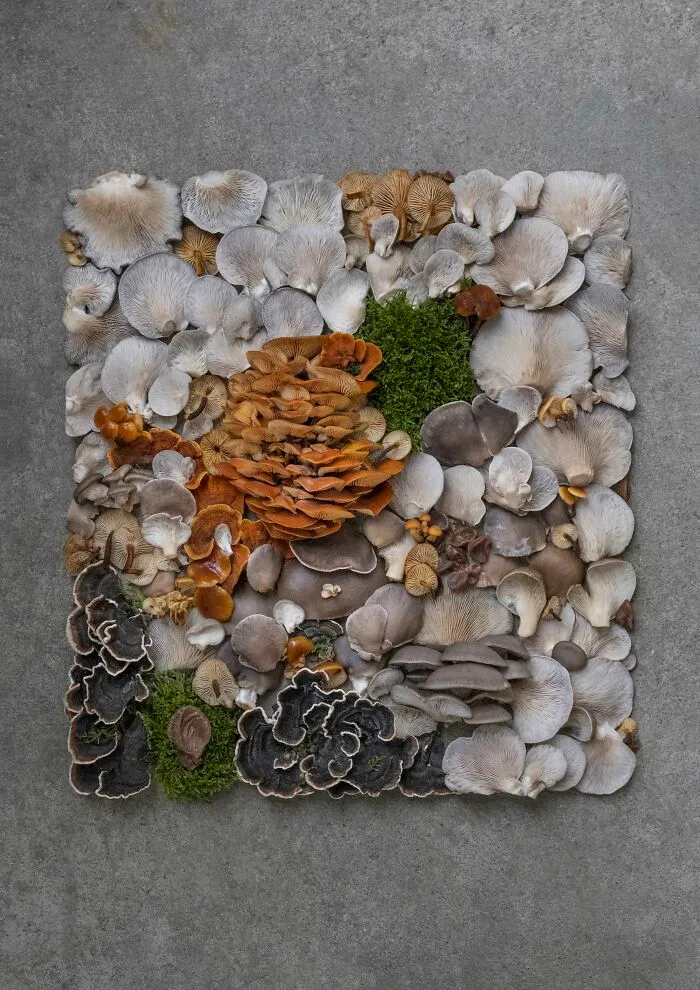 I Create Mushroom Flatlays, And Here Are My 40 Best Photographs Of Them