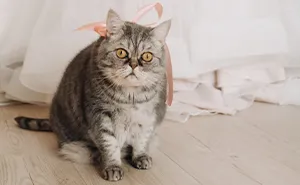 Couple Decide To Use Their Pets To Fill Out Roles In Their Wedding, SIL Is Angry They Didn't Include Her "Rainbow" Kids Instead