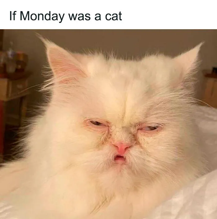 The Monday Cat