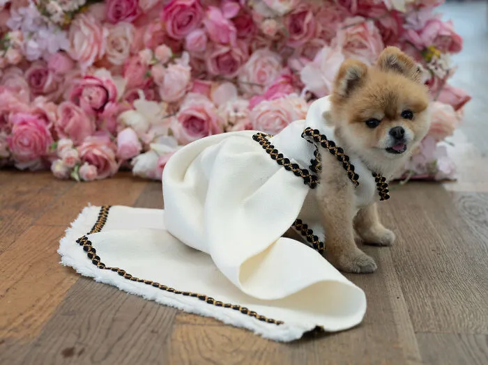 Lala, A Pomeranian As Dua Lipa
