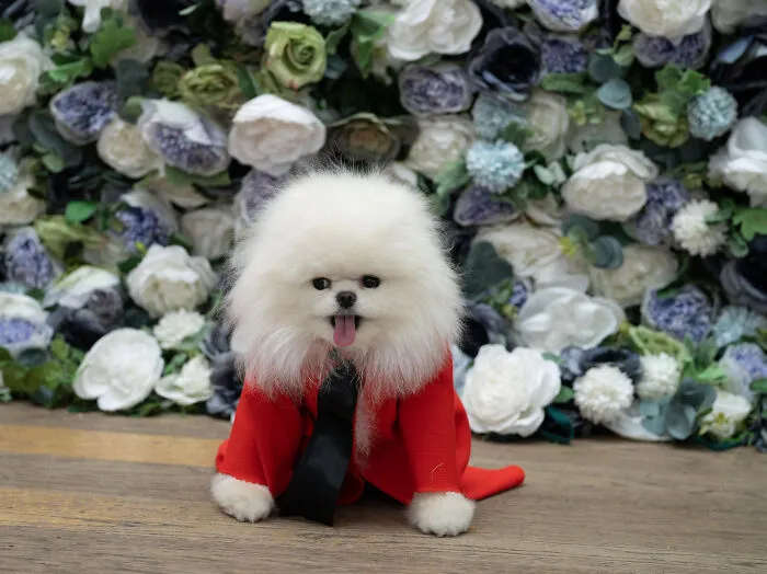 Fritz A Pomeranian As Pedro Pascal