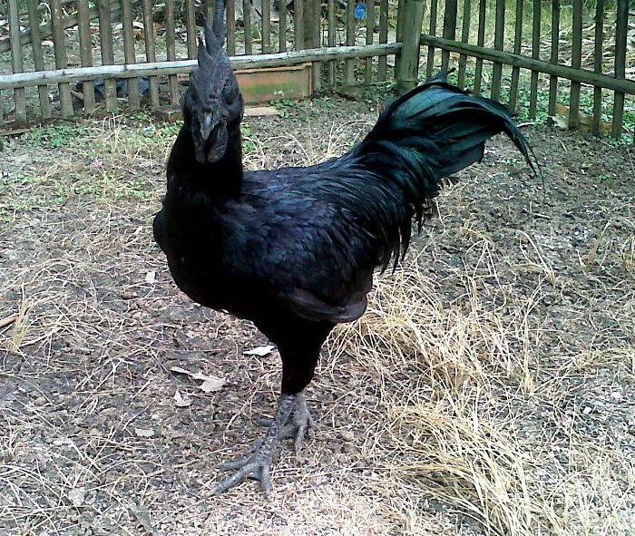 Ayam Cemani Chicken ($2,500 Each)