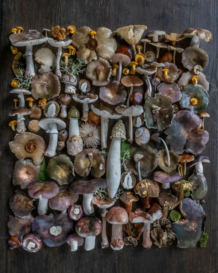 I Create Mushroom Flatlays, And Here Are My 40 Best Photographs Of Them