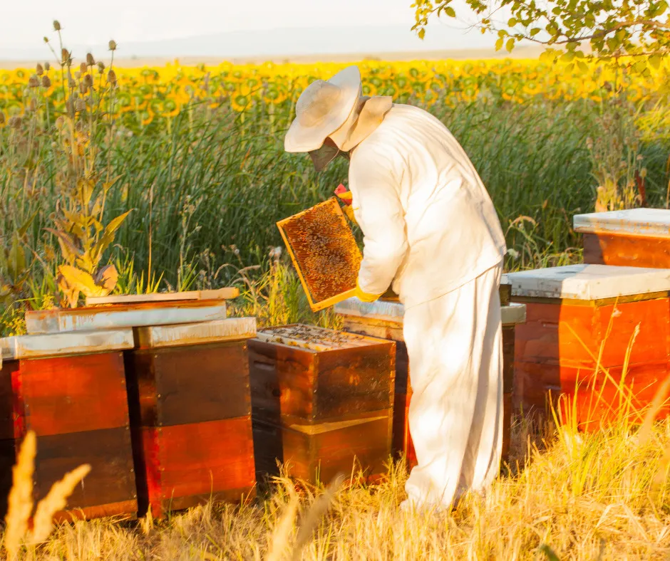 The Power Of Prevention: Emphasizing The Importance Of Beekeeper Suits In Beekeeping