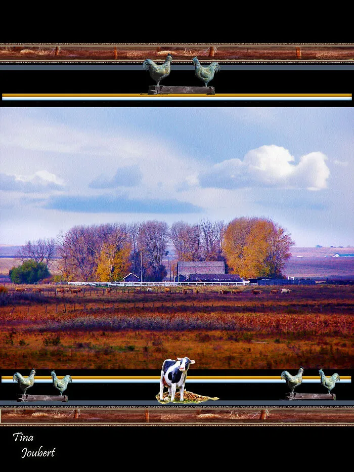 Cow Field
