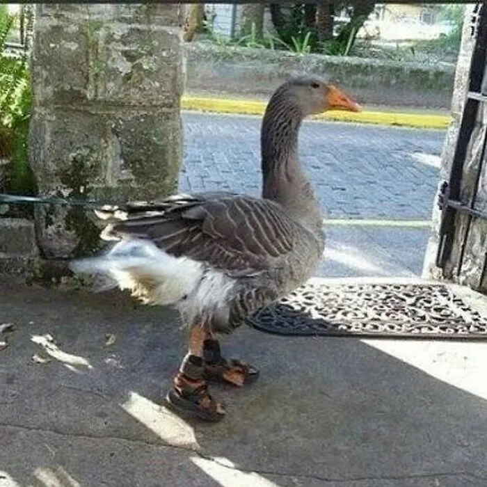 Who Gave Da Goose Sandals