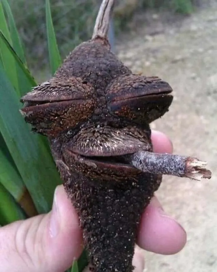 Rolando el porro de los sueños