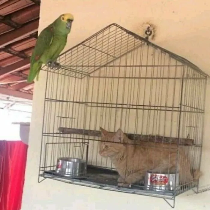 ¿?