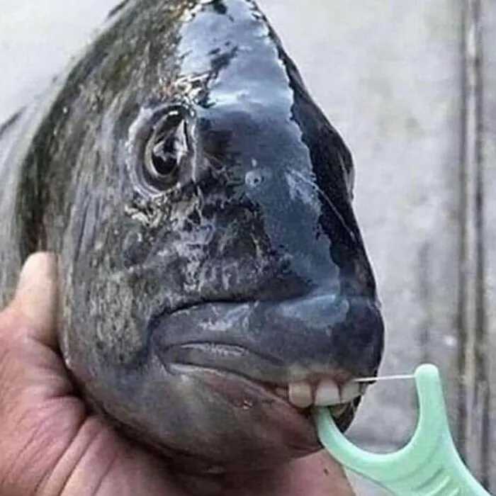 Cursed meme of a fish with human-like teeth using a dental flosser.