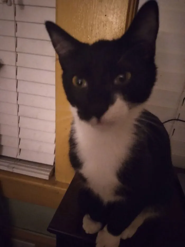 My Cat Chadwick