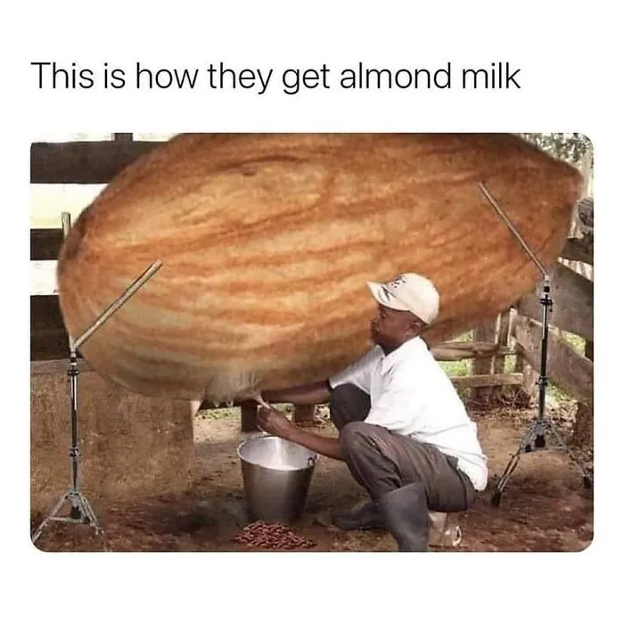 Man humorously "milking" a giant almond in a funny meme about life, creating almond milk.