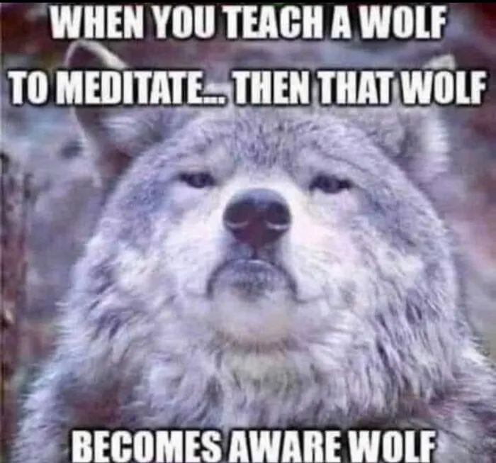 Wolf meme about meditation, humorously captioned "aware wolf," shared by Punsworld IG page.