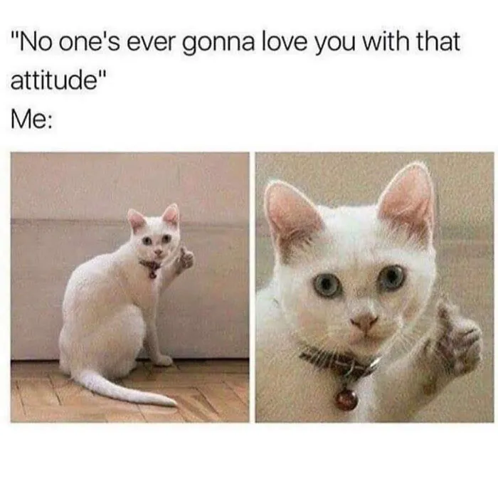 White cat with a defiant expression, humorously responding to a comment, seen on popular Instagram meme pages.