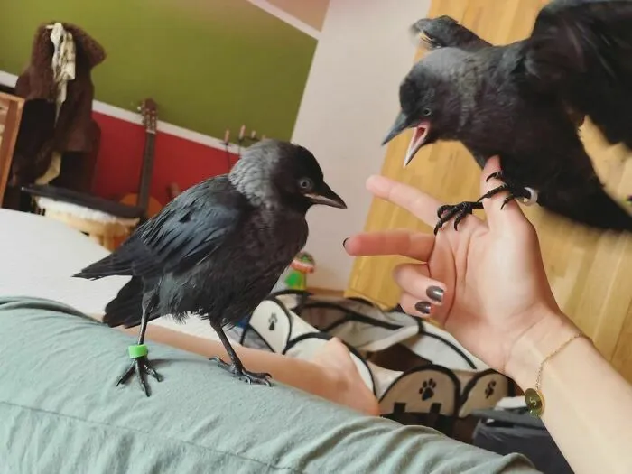 Crows fighting on human