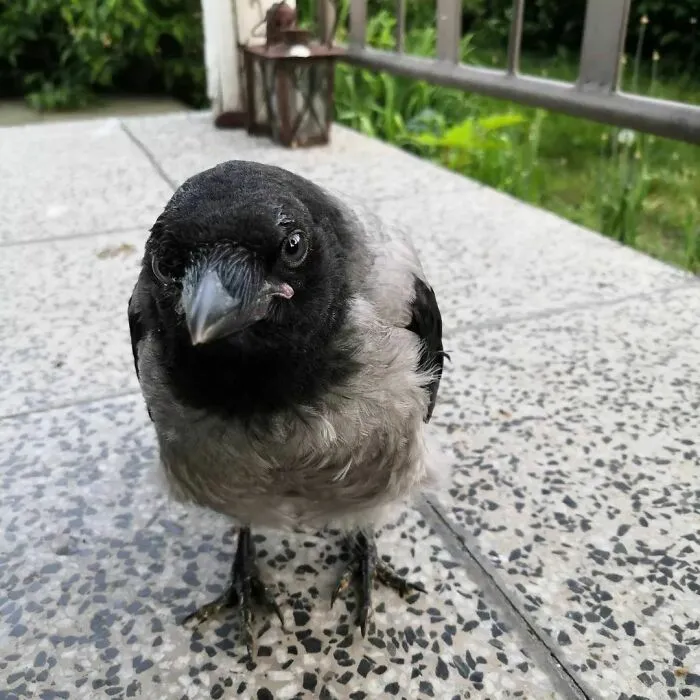 Gray and black crow looking