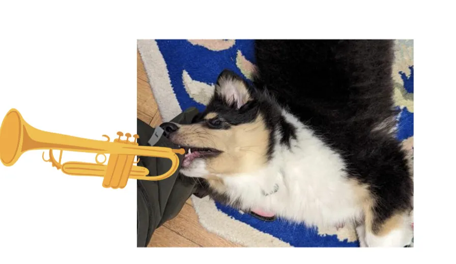 Draw A Dog Playing A Trumpet And Post The Result