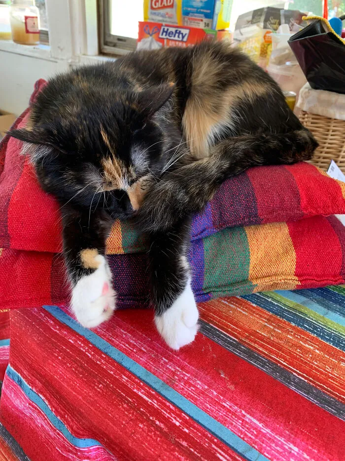 Gracie Stretch
