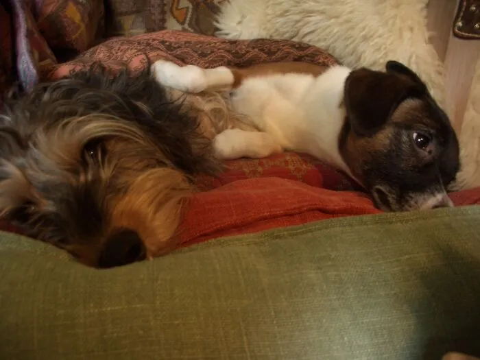My Two Baby Doggies :)💗💗💗