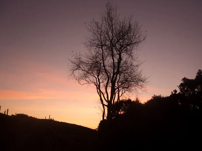Waikato Sunset