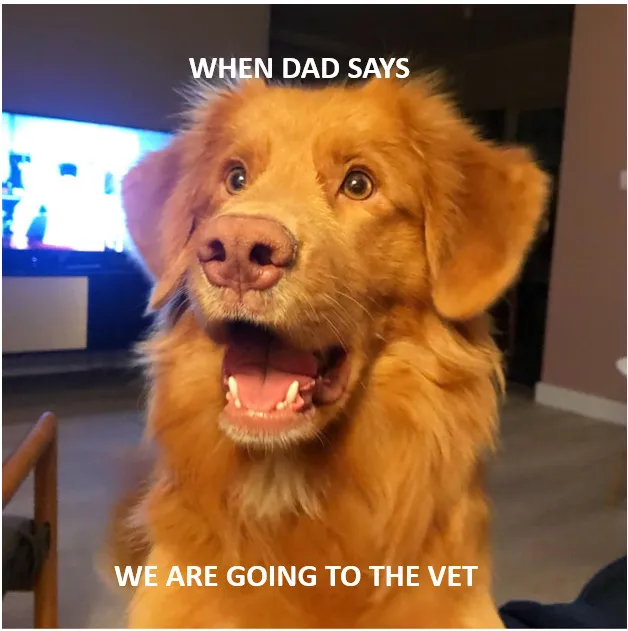 Hey Pandas, Post The Best Dog Meme You Have Made.
