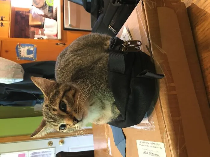 The Cat Is A Loaf