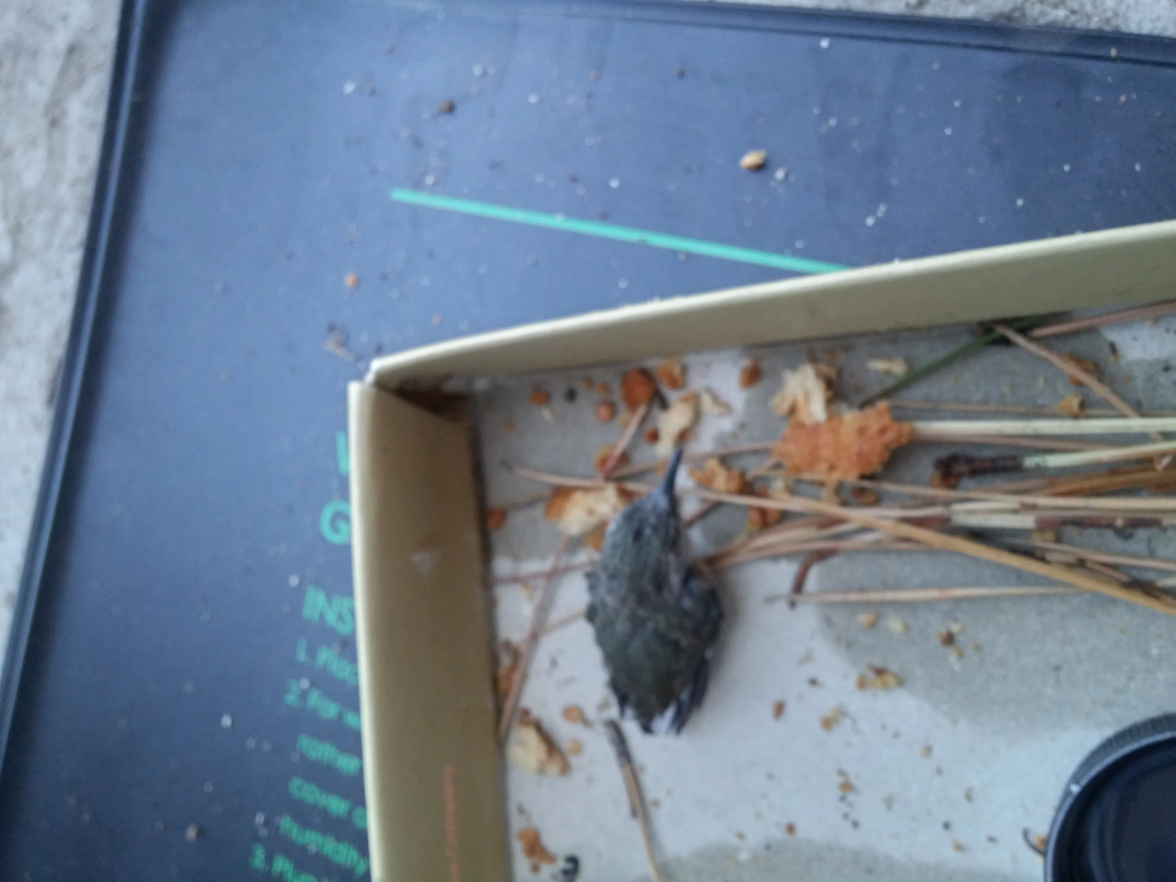 Hey Pandas, I Found A Baby Bird In My Backyard. Please Advise Me On Its Care!!