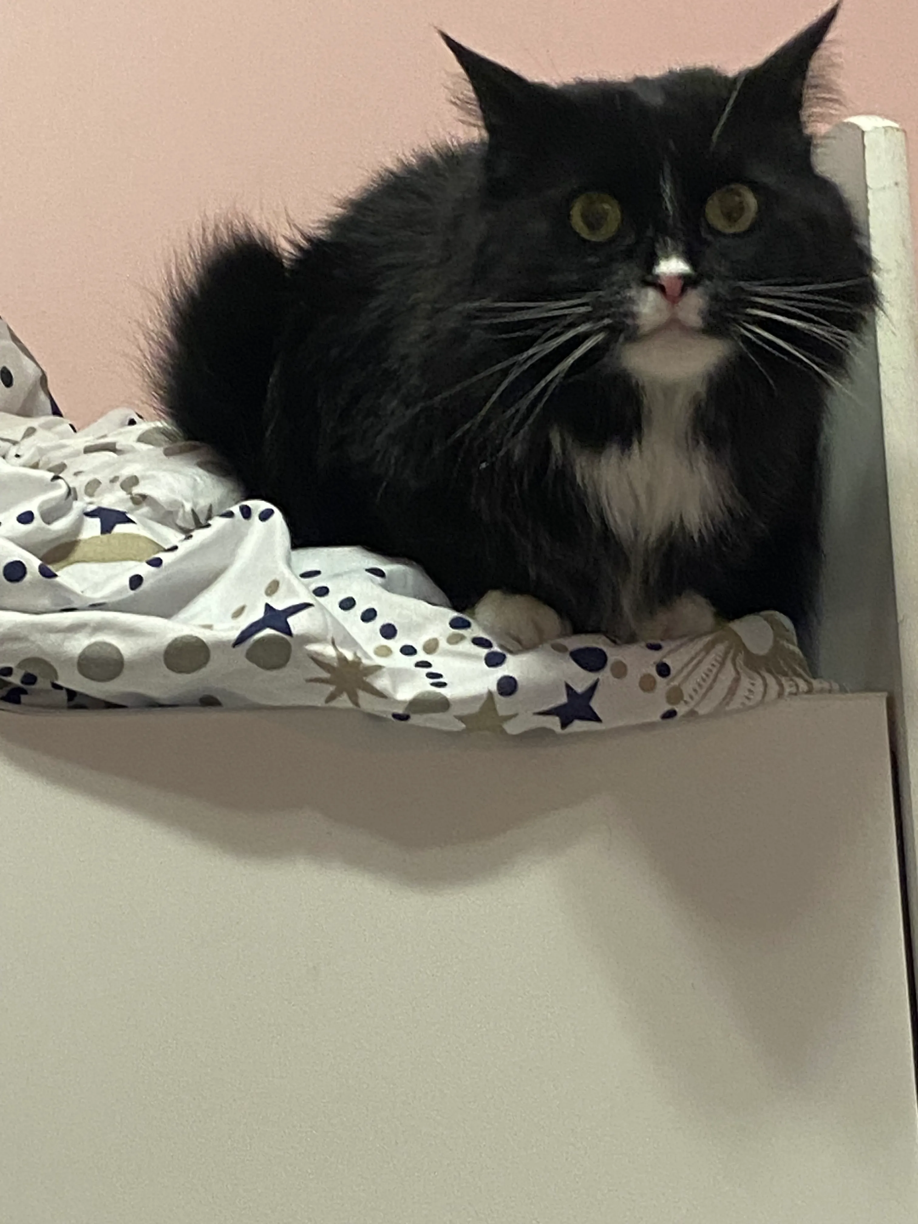 Hey Pandas, Post A Picture Of One Or More Of Your Pets!