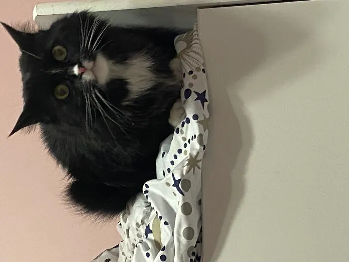This Is Figgy, My Dumb Yet Loving Cat. She’s A Tuxie, And Is Also Annoying, Preferring To Yodel On Top Of The Stairs For Hours On End