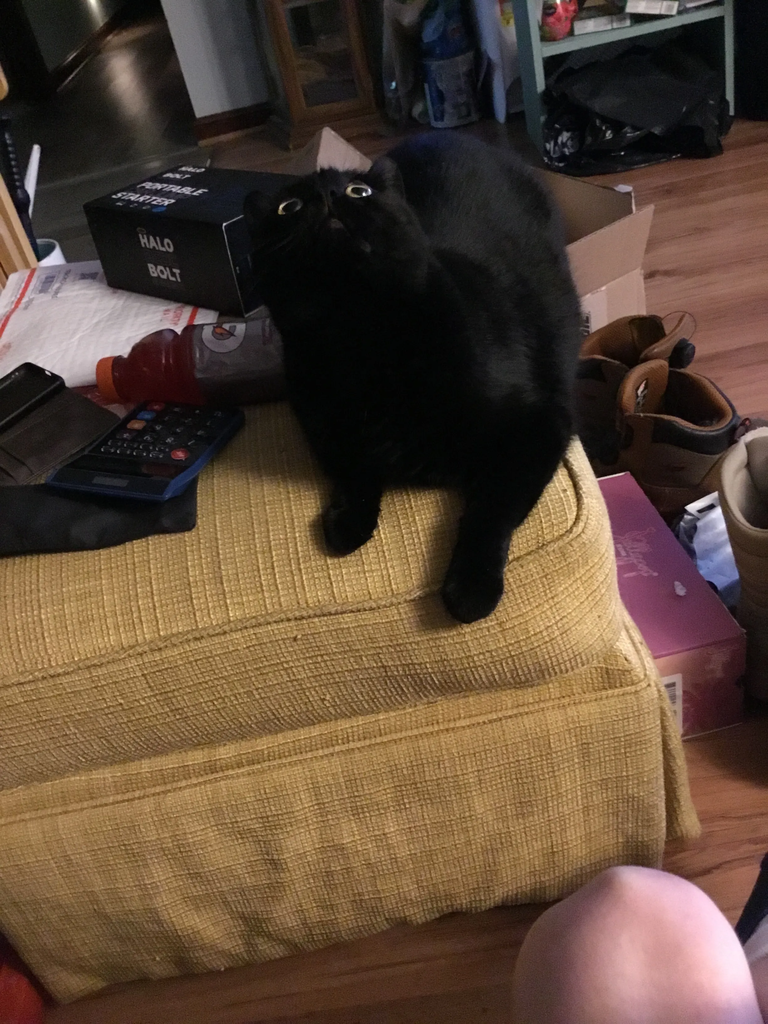 Hey Pandas, Post Pictures Of Your Pets!