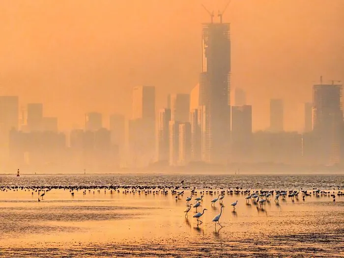 "Threats To Deep Bay Mudflat Birds In Hong Kong" By Catherine Kaling Leung